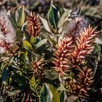 Salix hastata Frukt