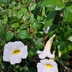 Thunbergia erecta Flor
