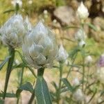 Centaurea deusta Blomma