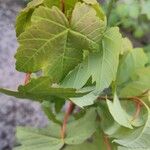 Acer rubrum ഇല
