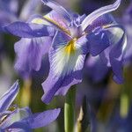 Iris cycloglossa Flor