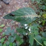 Galeopsis tetrahit Blad