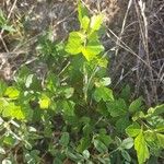 Rhus aromatica Leaf