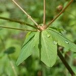 Euphorbia dulcis Leaf