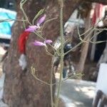 Dicliptera resupinata Цвят