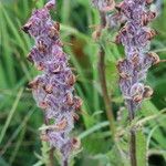Pedicularis rostratospicata 花