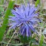 Carthamus mitissimus Flower