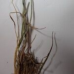 Agrostis pilosula 其他