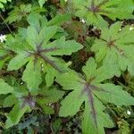 Tiarella cordifolia 葉