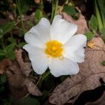 Cistus salviifoliusফুল