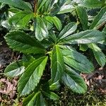 Chimaphila umbellata ഇല