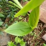 Curcuma longa Blad