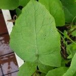 Lactuca macrophylla Feuille