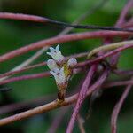 Cuscuta lupuliformis Flower