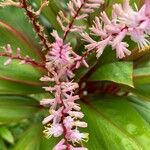 Cordyline fruticosaFlower