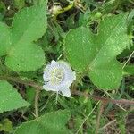 Passiflora foetida Habitus