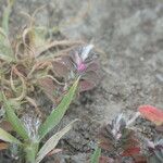 Polygonum plebeium Costuma