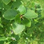 Betula humilis Folha