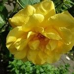 Rosa xanthina Квітка
