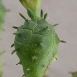 Euphorbia globosa Flower