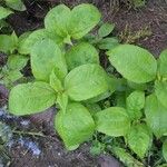 Acalypha virginica Blatt