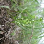 Lepidium densiflorum Хабит