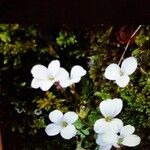 Saxifraga corsica Kwiat