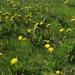 Taraxacum palustre 整株植物