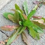 Lactuca virosa Blatt