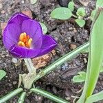 Crocus vernus Floare