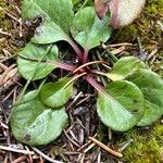 Pyrola asarifolia Blad