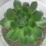 Echeveria pulidonisLeaf