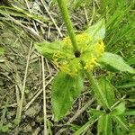 Cruciata laevipes Leaf