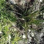 Juncus effusus Folio