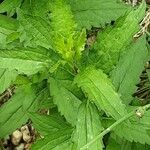 Aster ageratoides Fuelha