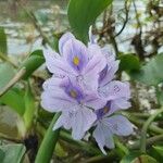 Pontederia crassipes Flower