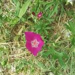 Callirhoe digitata Flower