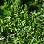 Celtis pallida Hábitos