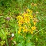 Solidago virgaureaΛουλούδι