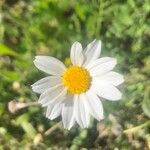 Anthemis arvensis Flower