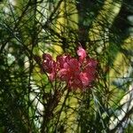 Grevillea johnsoniiBlüte