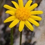 Jacobaea minuta Floare
