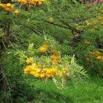 Grevillea robusta Folha