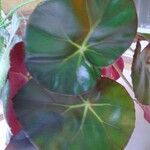 Begonia erythrophylla Leaf