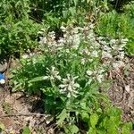 Penstemon pallidus عادت