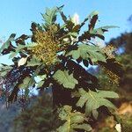 Bocconia frutescens Цветок