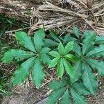 Schefflera digitata Hoja
