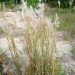 Bothriochloa barbinodis Συνήθη χαρακτηριστικά