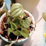 Peperomia albovittata Ліст