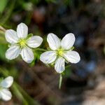 Sagina glabra Flor